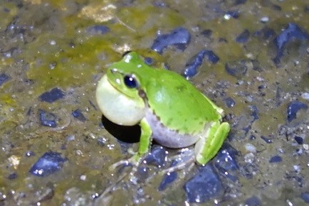 カエルの合唱 数式で再現 つくばサイエンスニュース