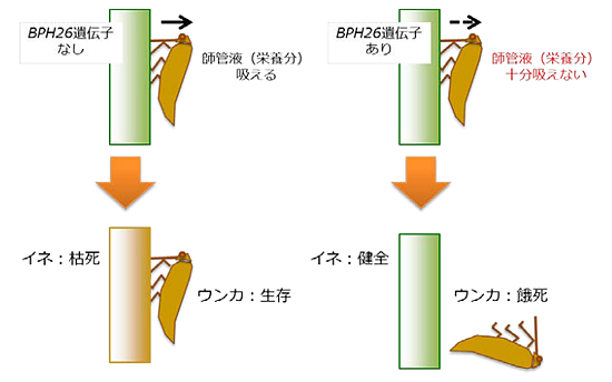 図