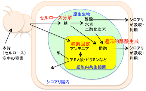 図