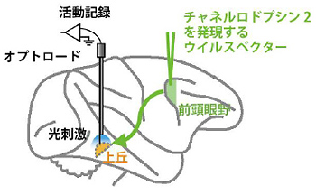 図