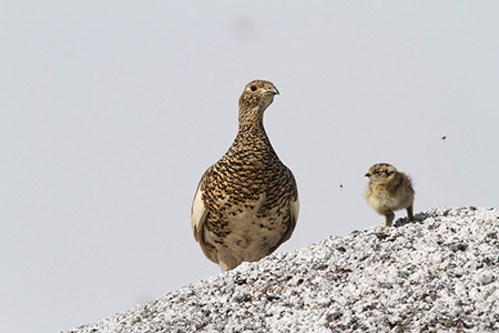 ライチョウ ライチョウの生息域、今世紀末にほぼ消滅 | つくばサイエンスニュース