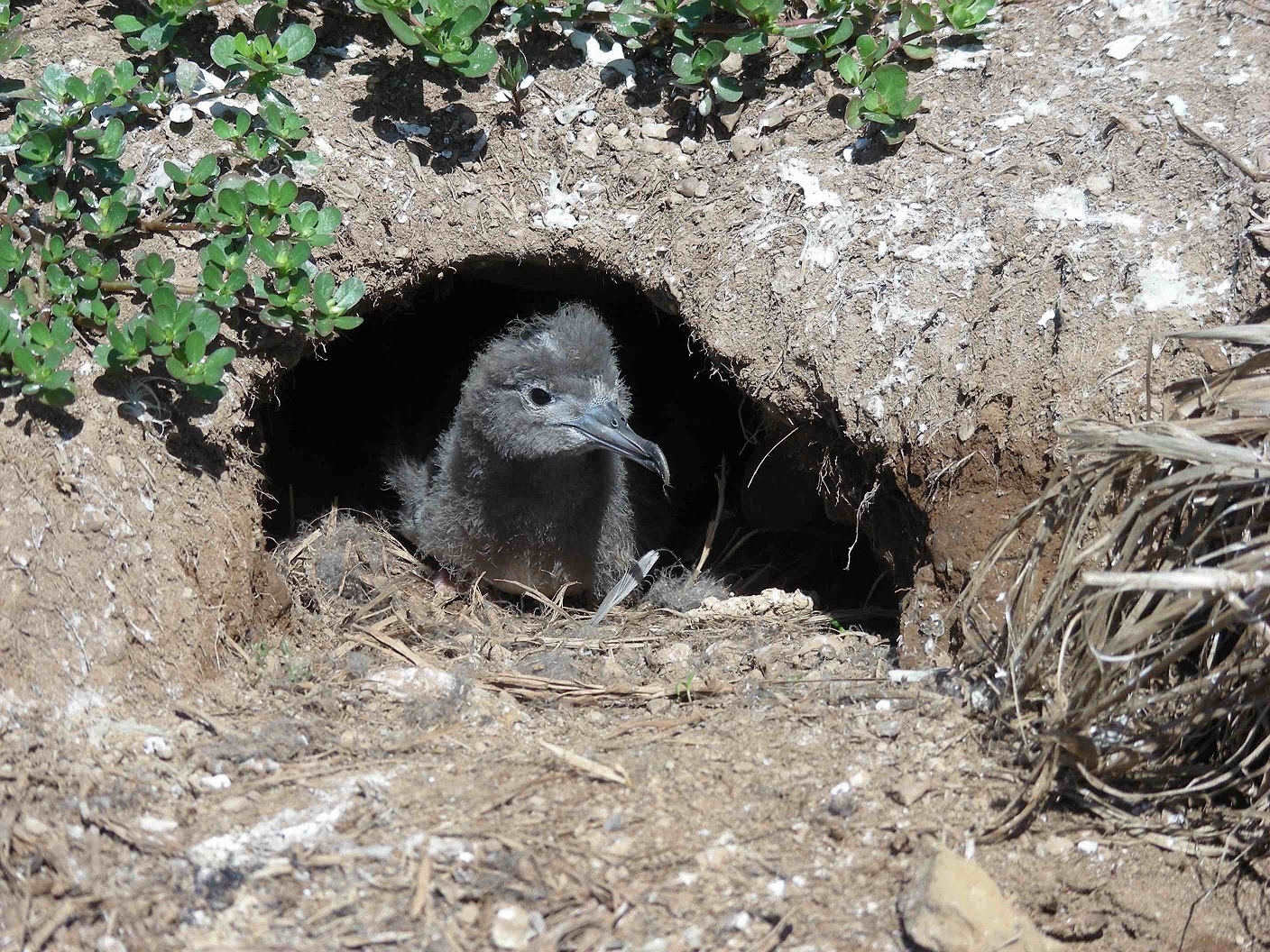 小笠原の海鳥の数が急速に回復 | つくばサイエンスニュース