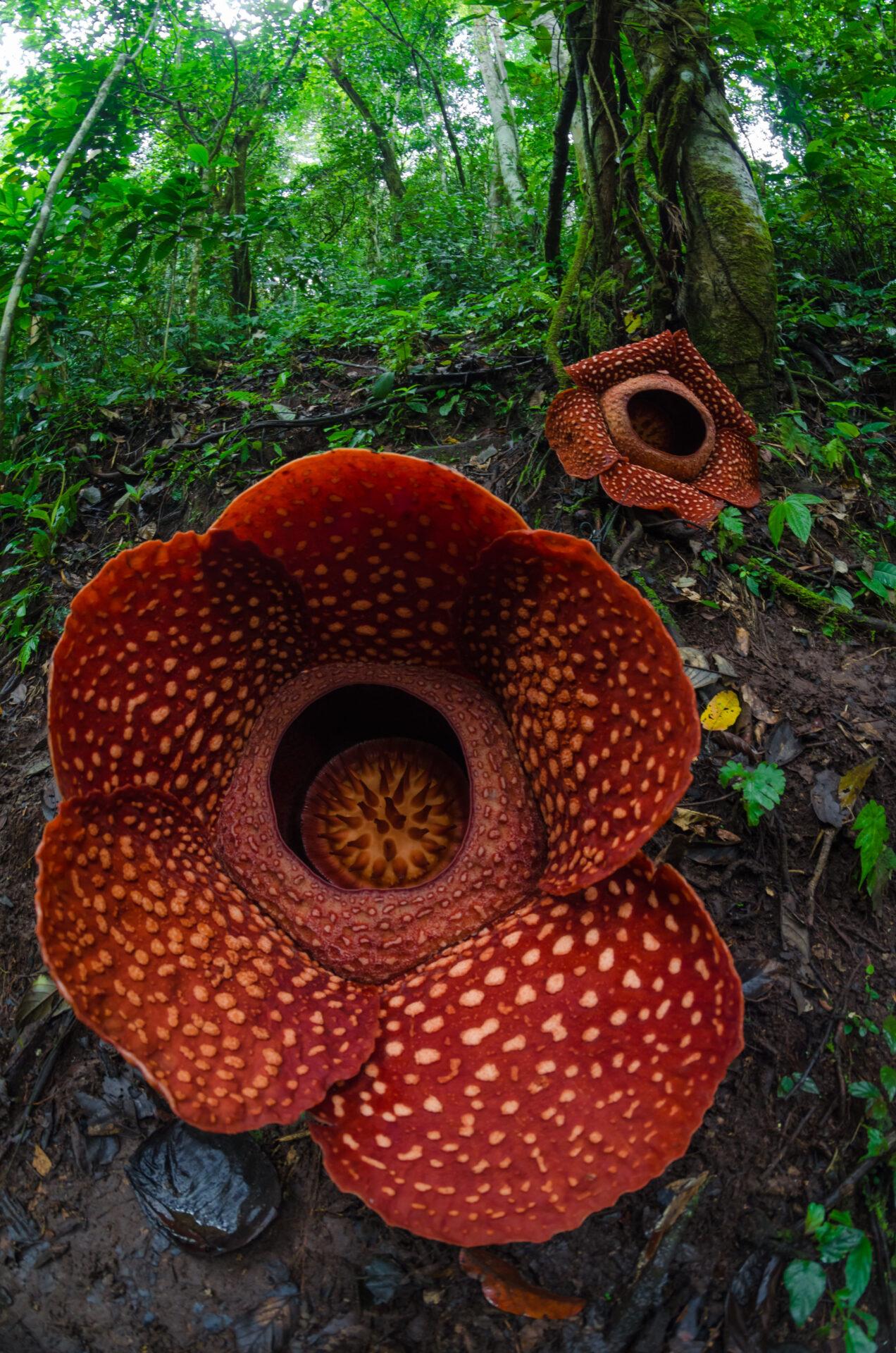見えない植物の生育地を予測する ラフレシアの保全に期待 つくばサイエンスニュース
