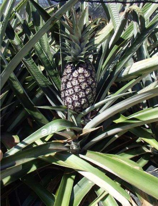 沖縄特産パイナップルのゲノム解読に成功 つくばサイエンスニュース