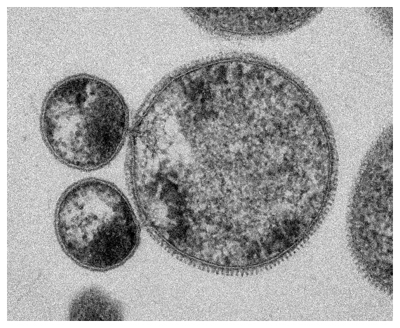 極小微生物ナノアーキアの培養・リソース化に成功 | つくばサイエンス