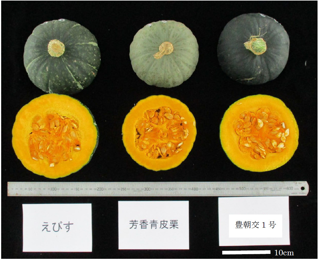 かぼちゃ」収穫の重労働から解放、新品種を開発 | つくばサイエンス