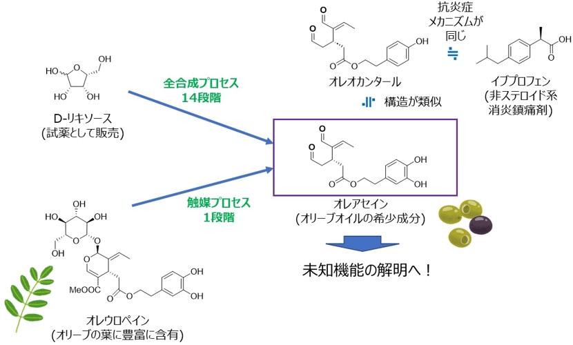 オリーブ葉からオリーブ油中の希少成分を製造 つくばサイエンスニュース