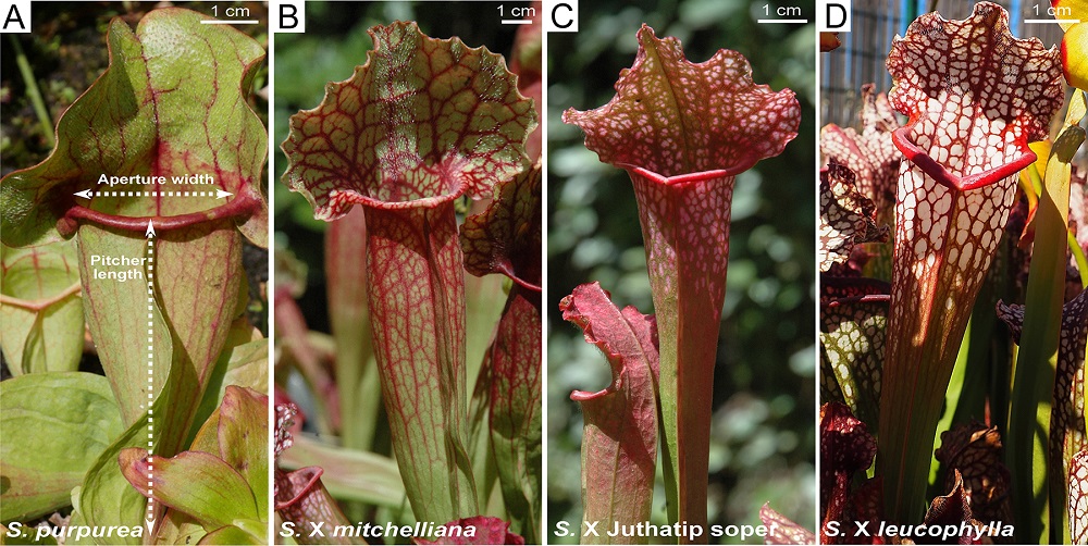 食虫植物サラセニアは特殊な香りで昆虫をおびきよせる!? | つくば