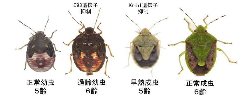 昆虫の変態は腸内共生細菌の機能も制御 | つくばサイエンスニュース