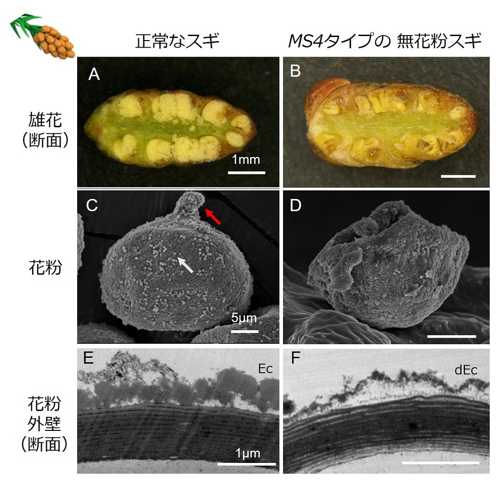 無花粉スギの原因遺伝子を新たに特定 | つくばサイエンスニュース