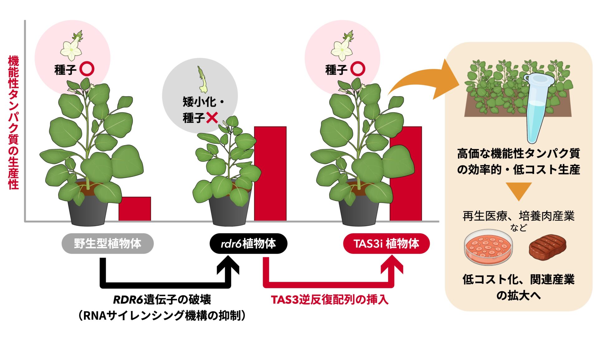 機能性たんぱく質を大量に生産できる植物を開発 | つくばサイエンス