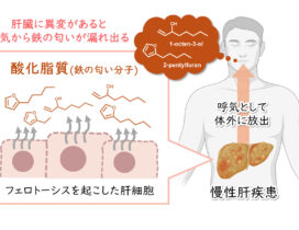 Graphical_abstract_JP3