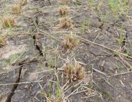 press20251024_nfri_sankou01