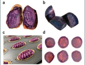 zu4_Hai-Saisui-tonokakouhinnrei20251028