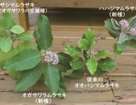 母島列島に生育するムラサキシキブ属 4分類群(撮影:鈴木節子)