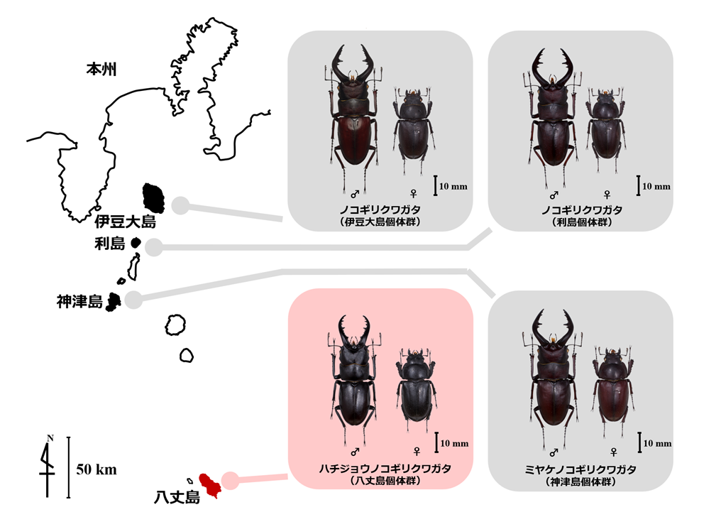 ハチジョウノコギリクワガタ 中歯標本 ハチジョウノコギリクワガタが飛べなくなった進化的要因を解明