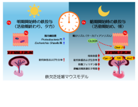 Graphical abstract3-2