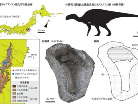 産出地+シルエット+化石
