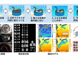20260710_sci-thumb-980xauto-20294(名古屋大学 自見直人)